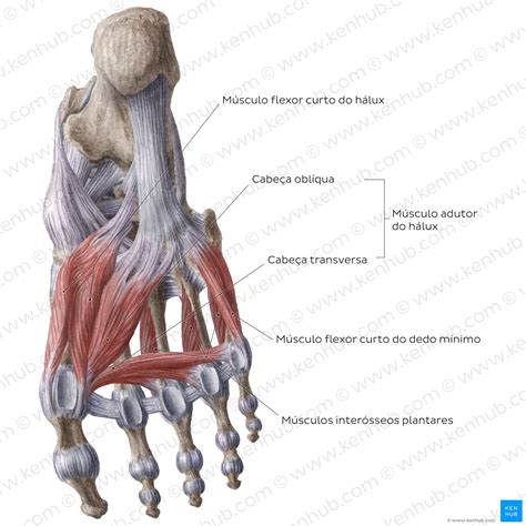 Anatomia Do Tornozelo E Pé