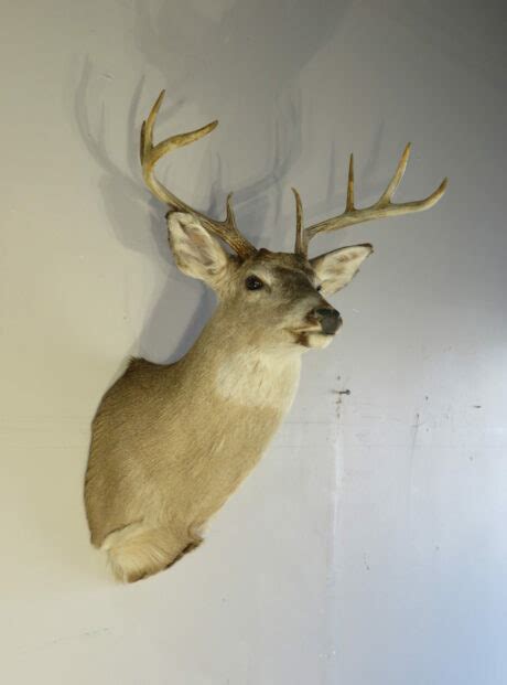 Whitetail Taxidermy Mount For Sale W 140s Mounts For Sale