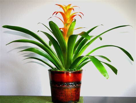 Check spelling or type a new query. Bromeliad | Indoor flowering plants, Tropical house plants ...