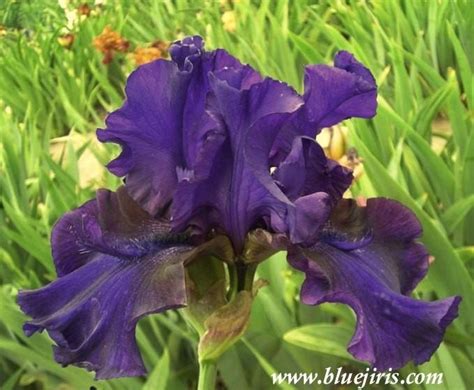 Iris flowers begin blooming in the late winter period until the early spring. Photo of the bloom of Tall Bearded Iris (Iris 'Don't Touch ...