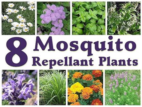 8 Mosquito Repellent Plants Mothers Home