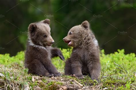Bear Cub High Quality Animal Stock Photos Creative Market