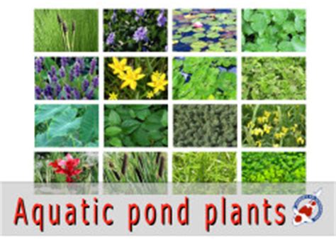 Colocasias are what we primarily call elephant ears, but alocasias planting: Aquatic pond plants for Sale - Japanese Koi Importer ...
