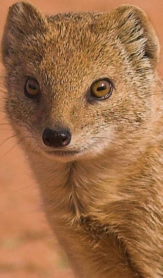 Mongoose Facts Animal Facts Encyclopedia