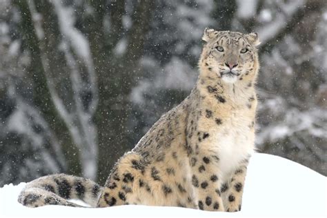 Snow Leopard Habitat Diet And Facts Britannica