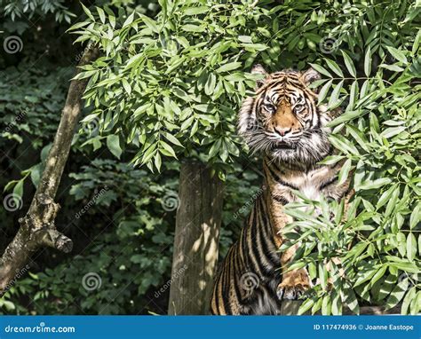 Tiger In A Tree Stock Photo Image Of Feline Animal 117474936