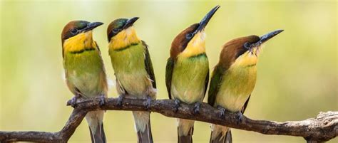 How Did Birds Evolve Bbc Science Focus Magazine