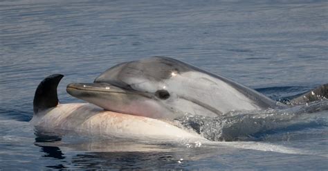 Video Footage Of A Heartbroken Dolphin Shows That These Majestic