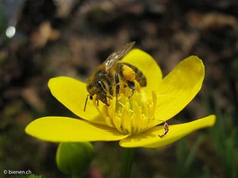 Man kann nicht sagen, dass er gefeiert würde, denn der anlass ist eher traurig. Weltbienentag am 20. Mai 2019: Aufruf zum Schutz der ...