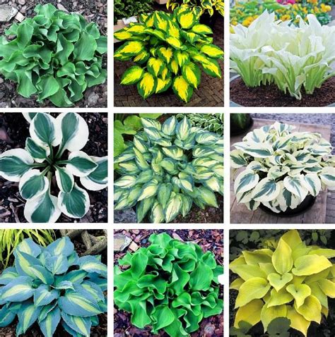 Beautiful Hosta Seeds Ground Cover Plant 100pcspack