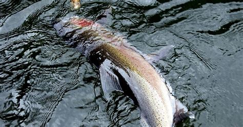 Idaho To Consider Closing Steelhead Fishing On Clearwatersnake Rivers