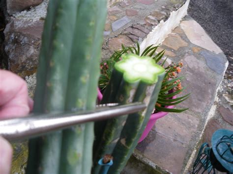 Una tienda online para ti que te gustan los cactus ¿quiénes somos? Cactus - Mini Cactus : Les Entretenir avec les Conseils de ...