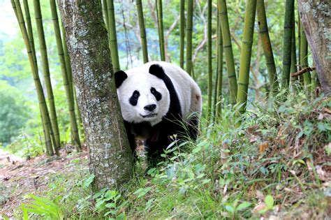 Giant Pandas Are No Longer Endangered China Says Covid 19 News