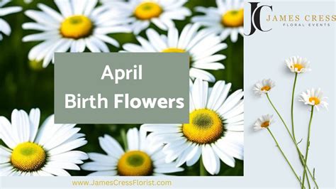 April Birth Flowers The Meaning Of Daisies And Sweet Peas James Cress