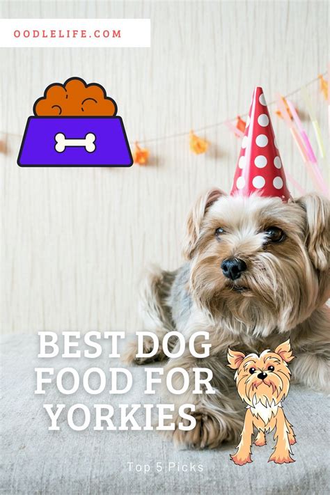 Best Food For Yorkies 5 Best Picks For Healthy Yorkshire Terriers