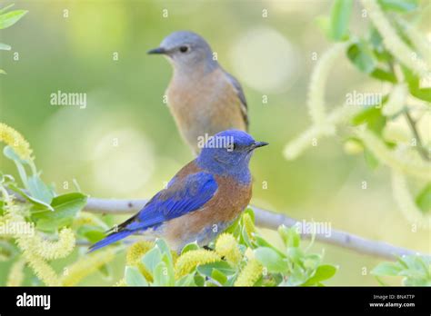 Male And Female Bluebirds High Resolution Stock Photography And Images