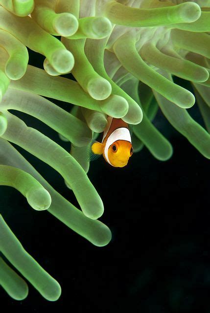 Tiny Clownfish On A Green Anemone Clown Fish Anemone Marine Animals
