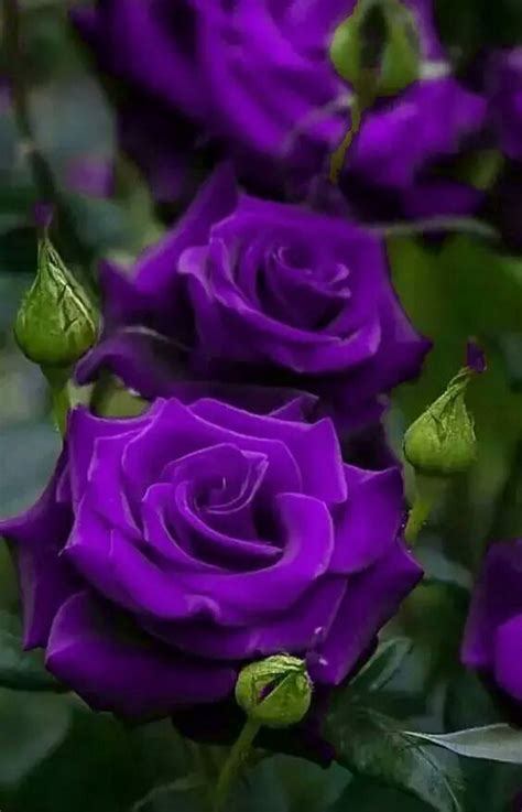 Pin By Bens Gardening Corner On Flowers Purple Roses Beautiful Rose