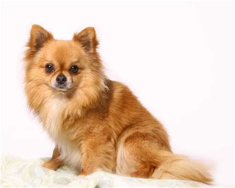 14 Chow Chow Chihuahua Mix For Sale 2022