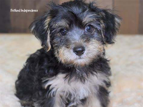 Yorkie Poo Dog Black And Tan Id2453819 Located At Petland Independence Mo