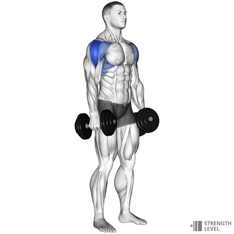 Dumbbell Lateral Raise How To Strength Level