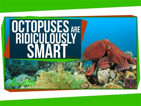 the cognitive and physiological reasons that explain why octopuses are so smart