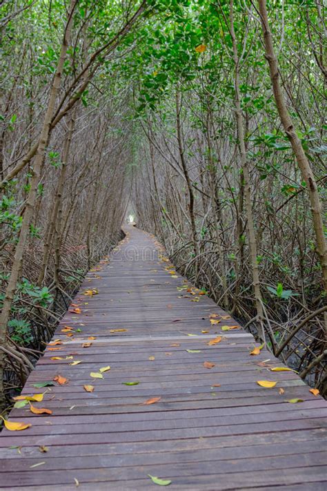 Autumn In Mangrove Forest With Wood Walkway Bridge And Leaves Of Tree