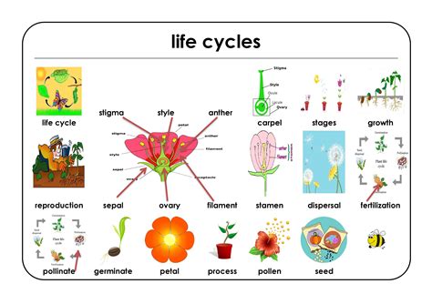 Life Cycles Learning Science Teaching Resources Science