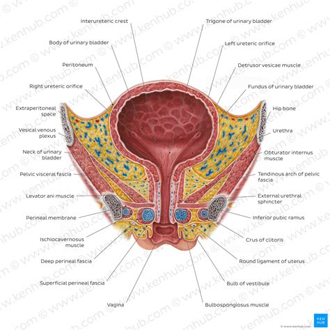 Urinary Bladder Urethra Anatomy Location Function Kenhub