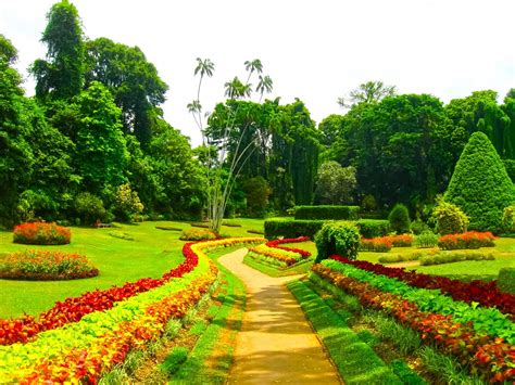 Rundreisende Sri Lanka Königlicher Botanischer Garten Peradeniya