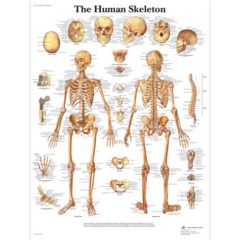 Human Skeleton Poster Human Skeleton Chart Laminated