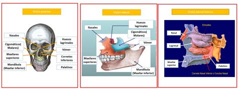 Huesos De La Cara Dolopedia