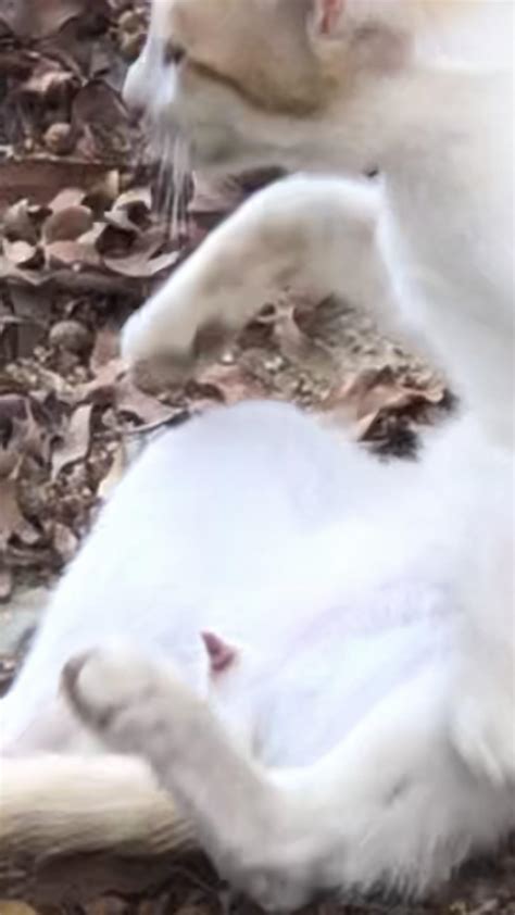 A Cat Penis You Probably Havent Seen In It Before Full Video In