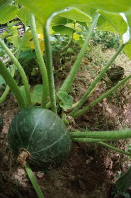 How to grow watermelons from seed. Watermelons Produced Per Vine | Home Guides | SF Gate