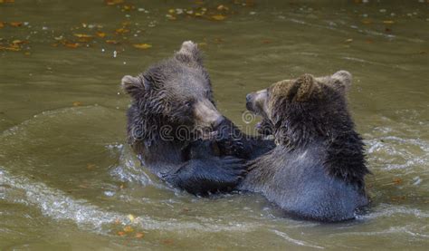Two Brown Bear Cubs Play Fighting Stock Image Image Of Nature Brown