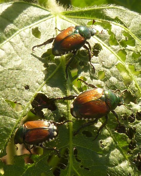 Three Things Very Dull Indeed Japanese Beetle Trap Part 2