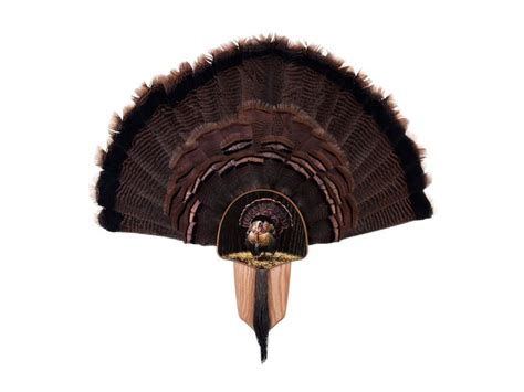 walnut hollow country turkey mounting kit full fan turkey fan walnut hollow turkey mounts