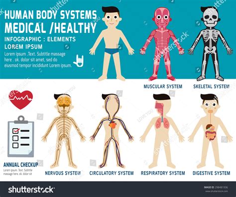 Human Body Systems Annual Checkupanatomy Body Stock Vector