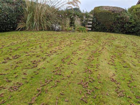And lawn aeration is just one of those tricks. 5 things you need to know about overseeding your lawn - Premier Lawns