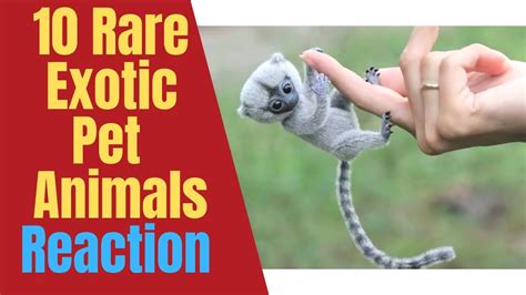 10 Cutest Exotic Animals You Can Own As Pets Cutest Animals Rare
