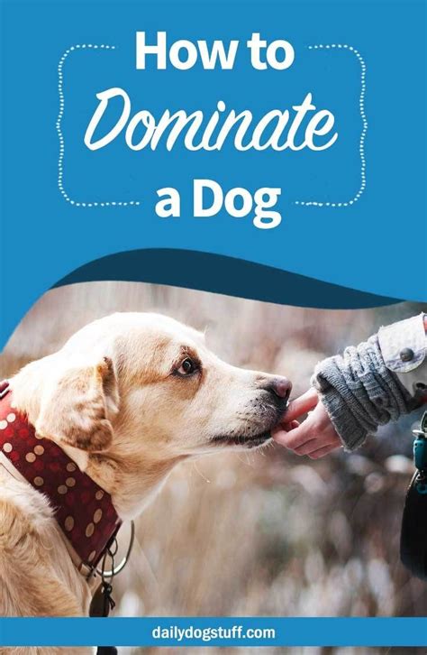 How To Dominate A Dog And Become The Alpha Leader Easiest Dogs To