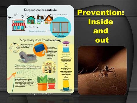 Predators Bed Bugs Scabies And More