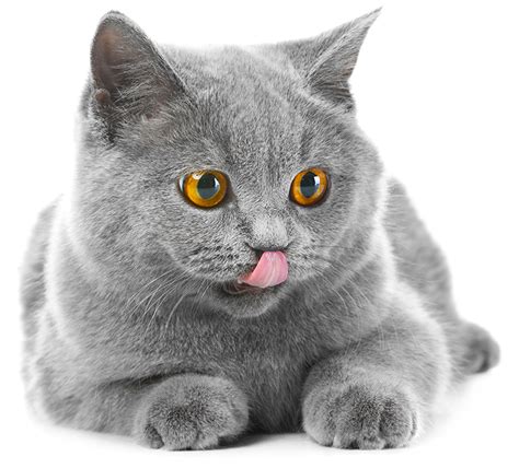 British Blue Cat A Complete Guide To The British Shorthair Blue