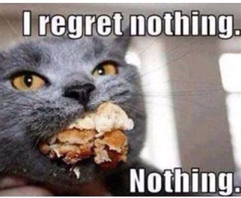 Food Coma Food Regretnothing Cat Funny Cat Pictures Funny Cat