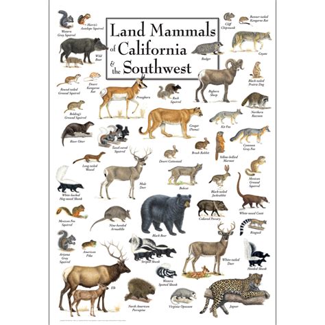 Land Mammals Of California And The Southwest Poster