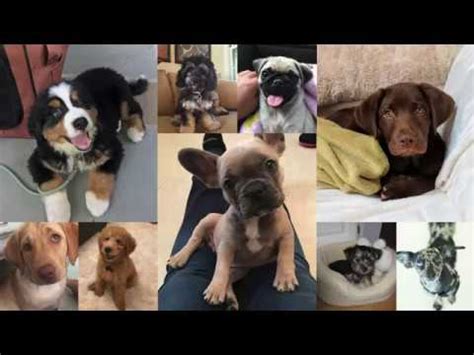 Petfirst pet insurance covering hereditary & chronic issues, accidents, illnesses & more. Happy National Puppy Day | Embrace Pet Insurance - YouTube