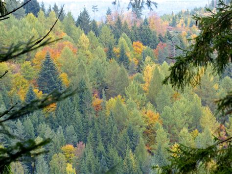 Europes Forests Are Under Threat From A Changing Climate