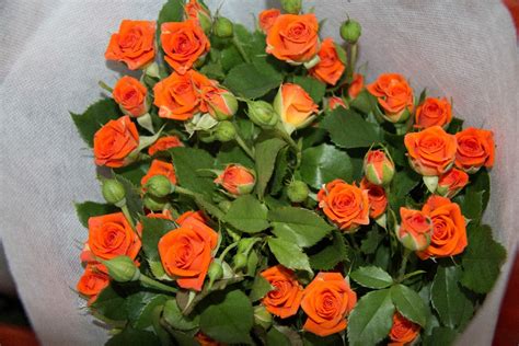 Midday heat is stressful to plants, causing them to wither more readily when cut. Best Selling Colorful Fresh Cut Spray Yellow Orange Rose ...