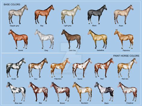 Horse Color Chart By Willierossin On Deviantart