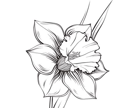Download Narcissus coloring for free - Designlooter 2020 👨‍🎨